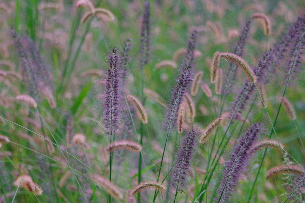 秋の草