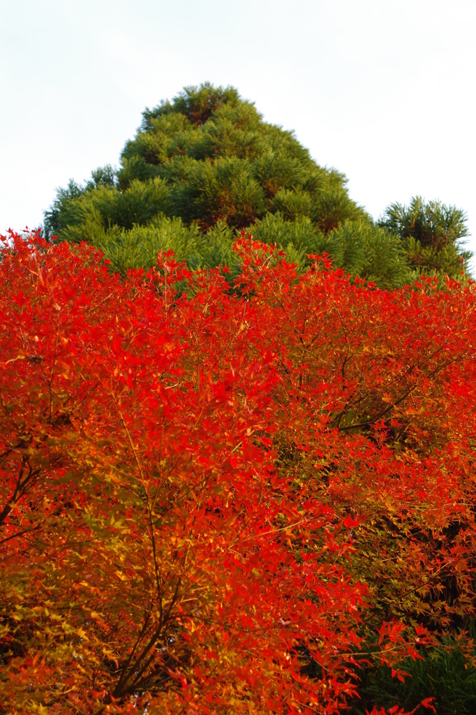 紅葉⑥