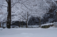 雪の木2