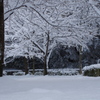 雪の木2