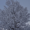 雪の木3