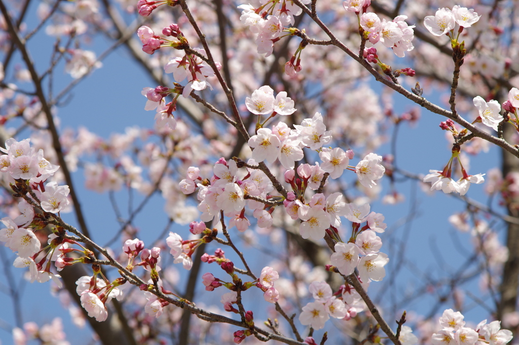 朝の桜