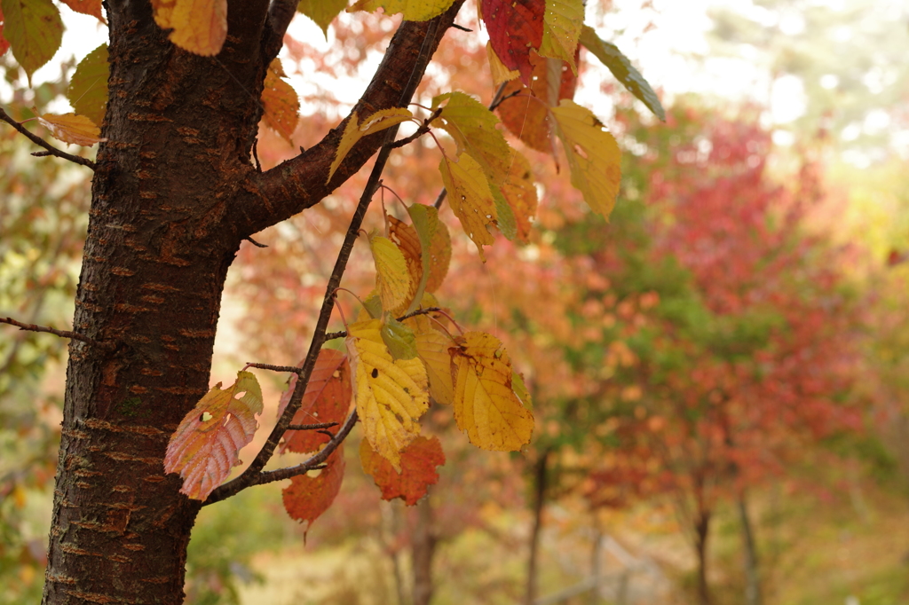 霧の紅葉