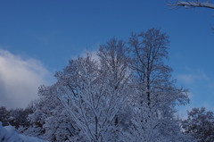 雪の木