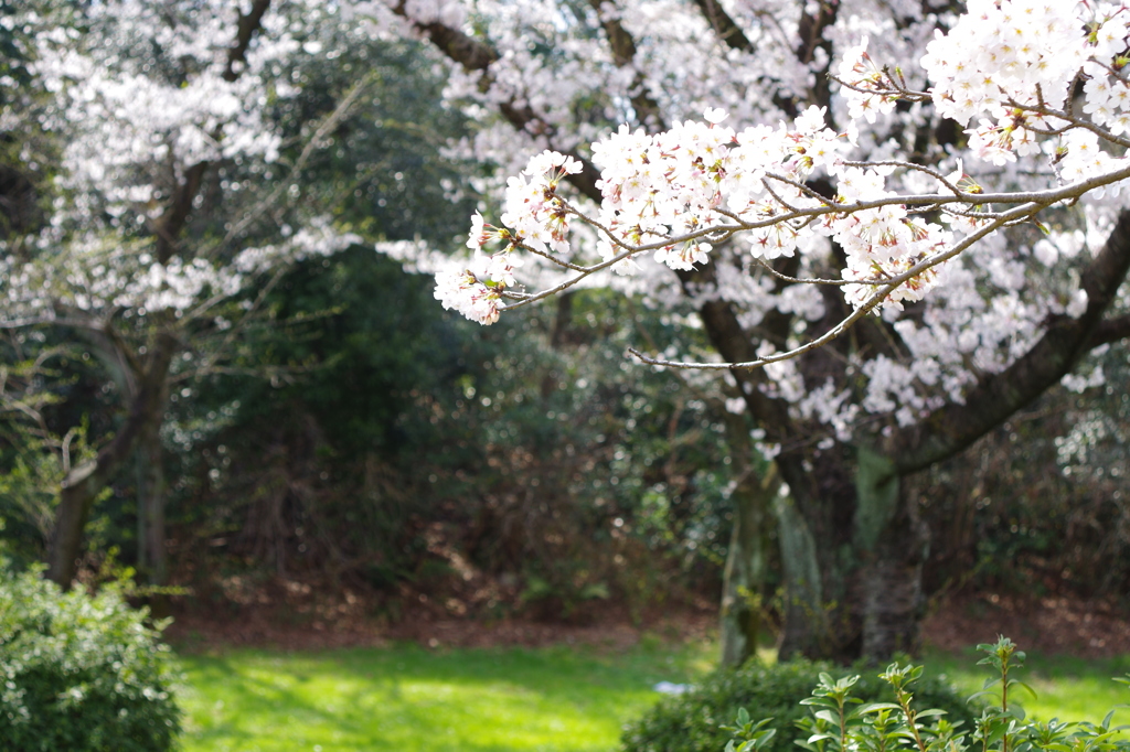 桜と芝生