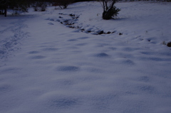 雪原