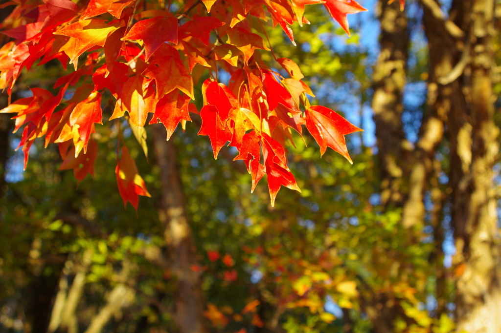 紅葉③