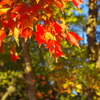 紅葉③