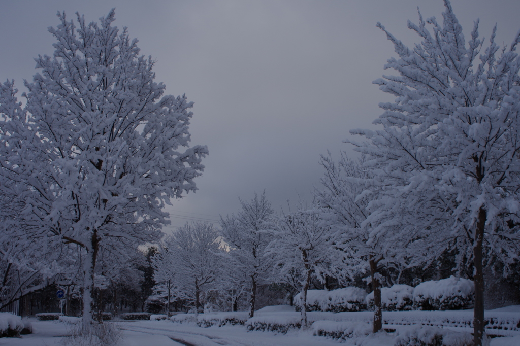 雪の並木
