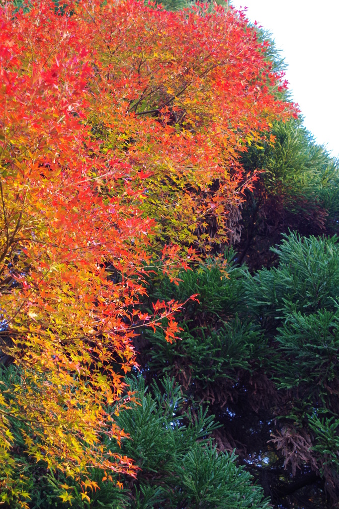 紅葉④