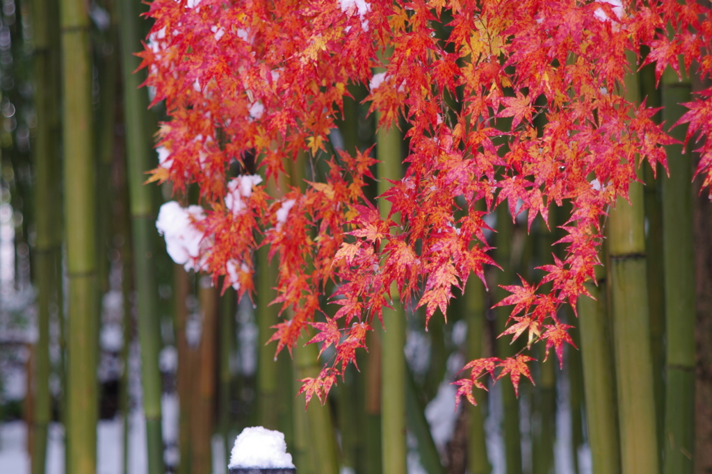 雪竹紅葉