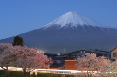 桜と富士