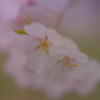 ぼんやり桜