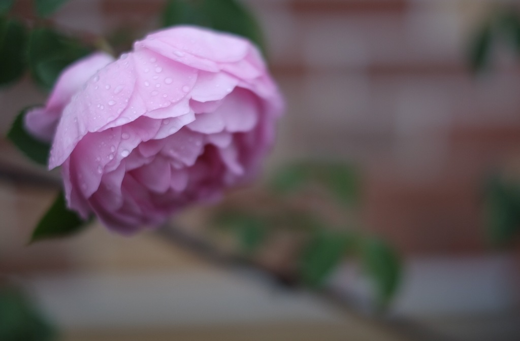 雨ニモマケズ…