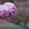 雨ニモマケズ…