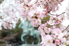 sakura咲く