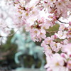 sakura咲く
