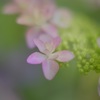 紫陽花とカタツムリ