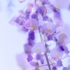 揺蕩う心