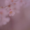 またまたぼんやり桜