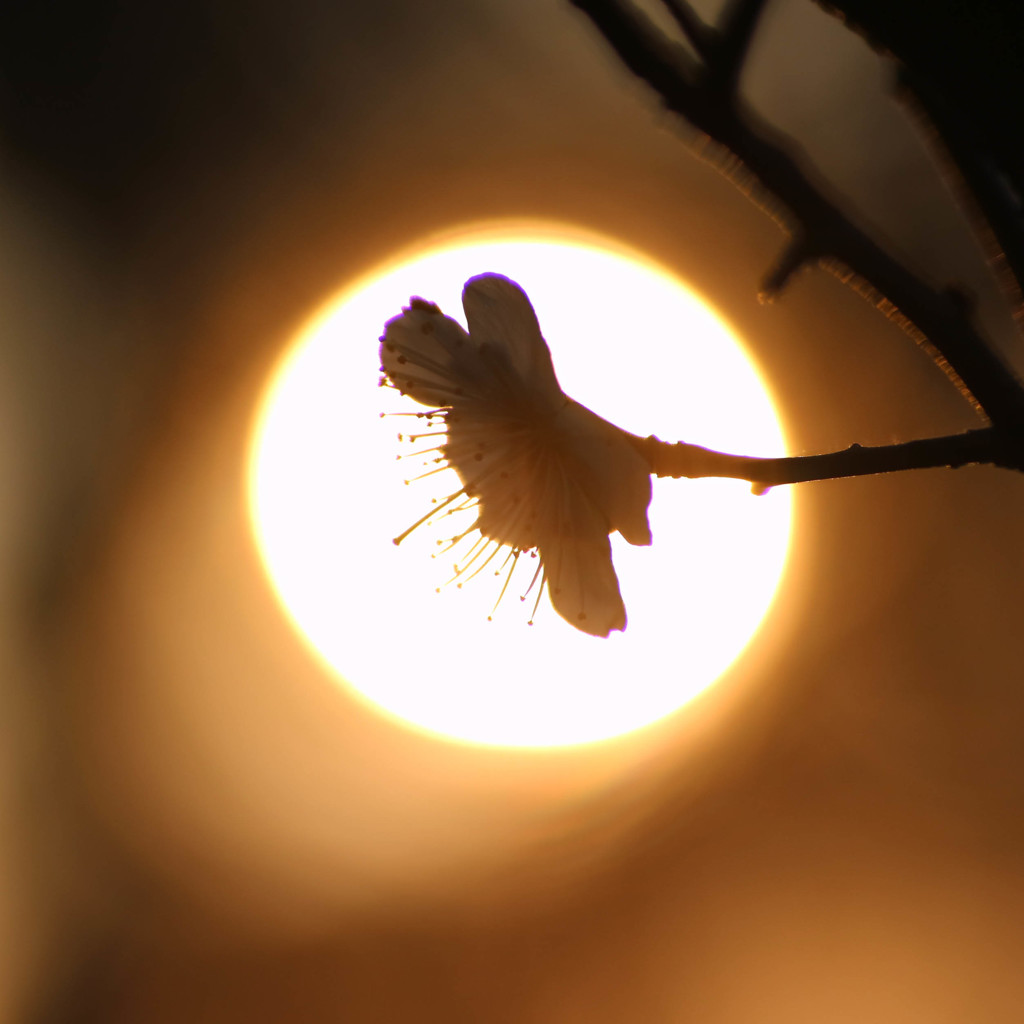 夕梅