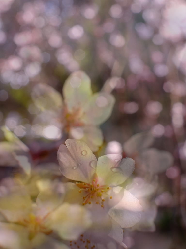 桜雨