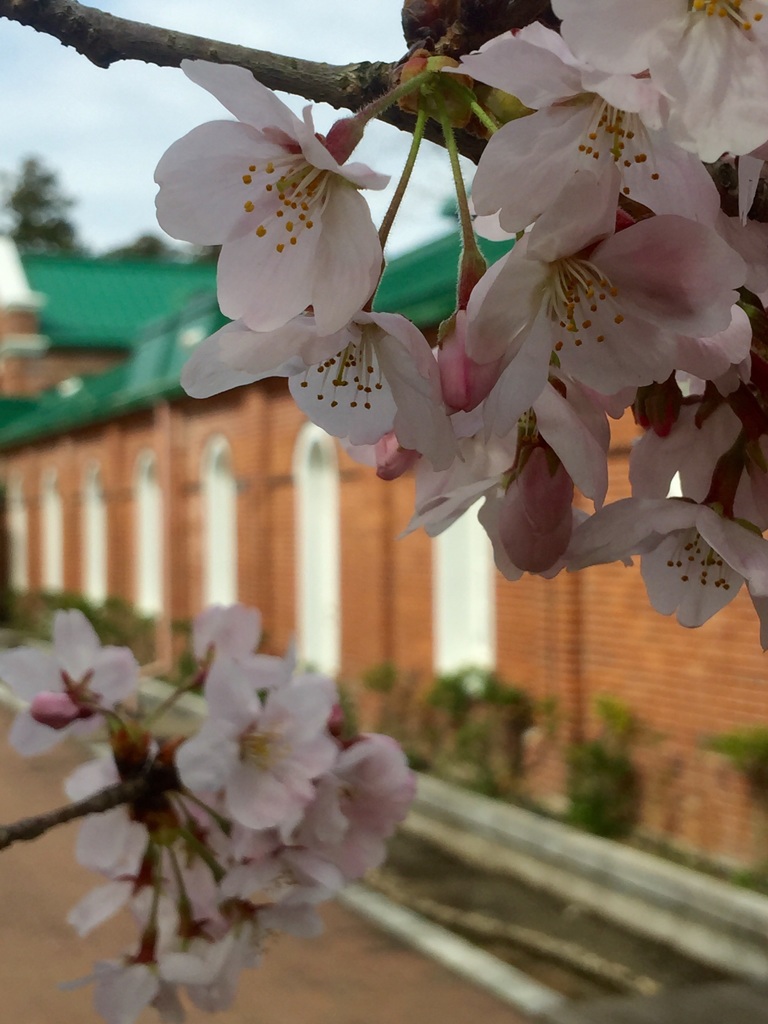 お花見日和♪