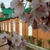 お花見日和♪