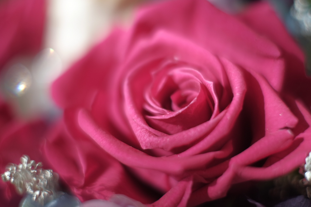 やっぱり薔薇が好き。