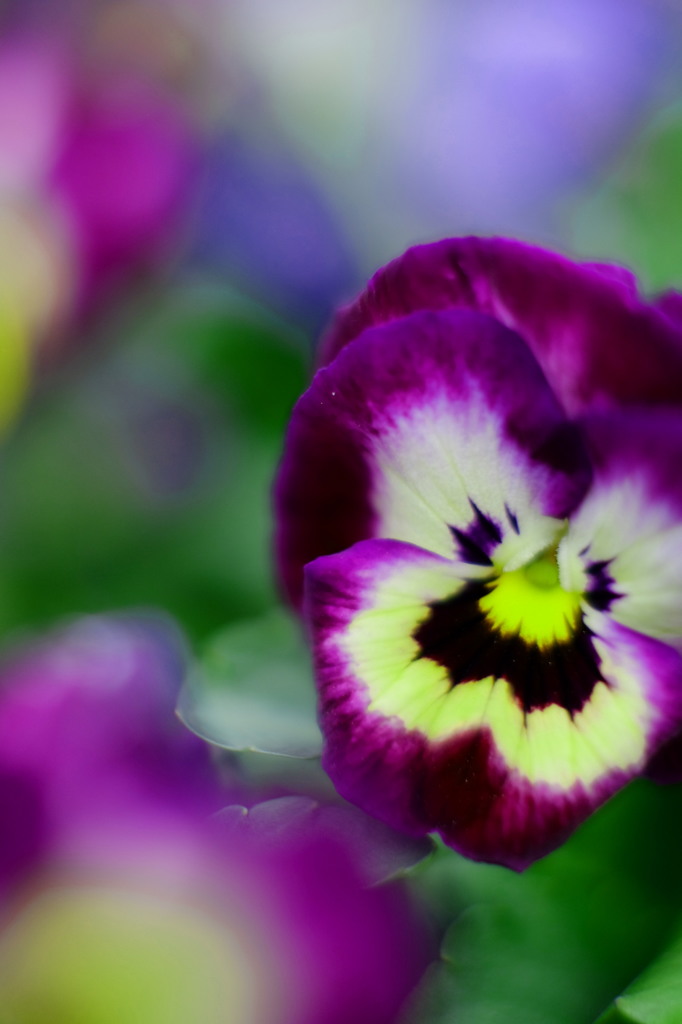 violet