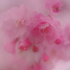 桜香