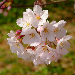 玉桜♪