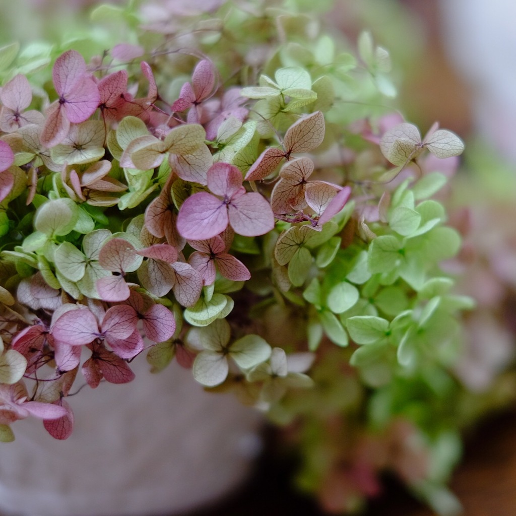 みちのく紫陽花