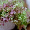 みちのく紫陽花