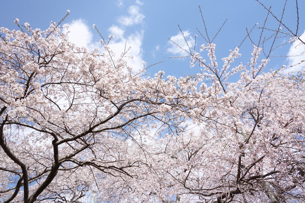 蒼穹の桜