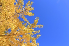 銀杏と空