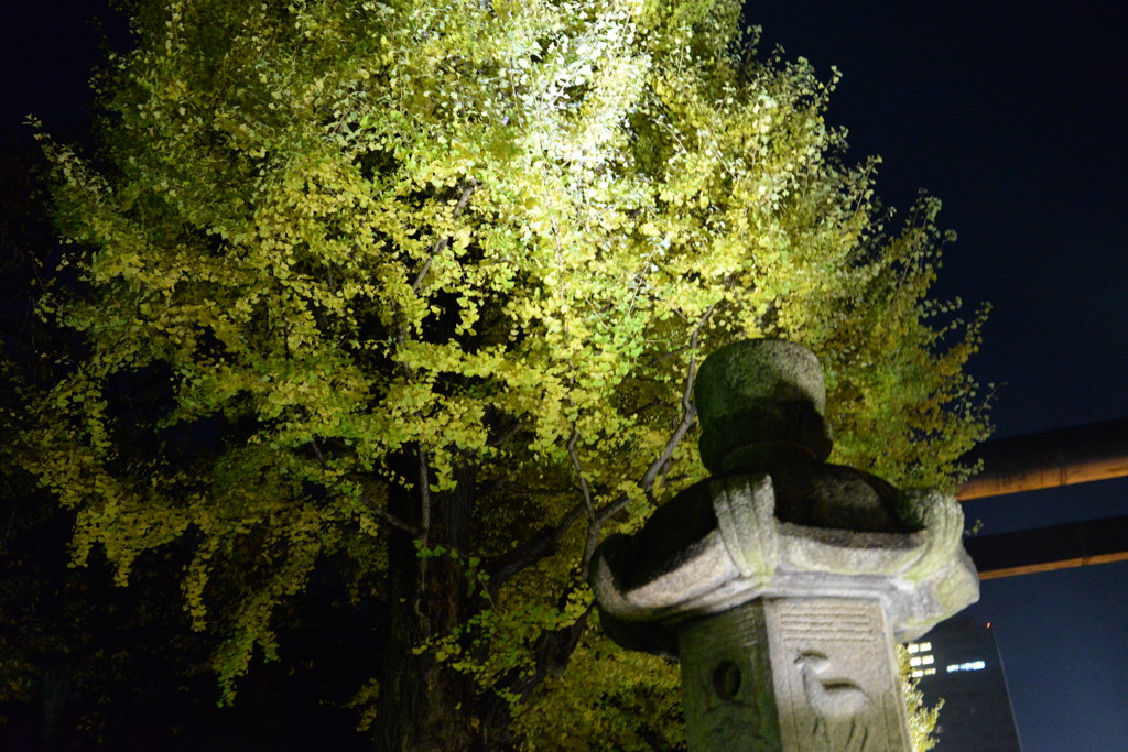 灯篭とイチョウ