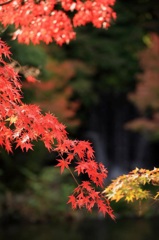 万博公園の紅葉