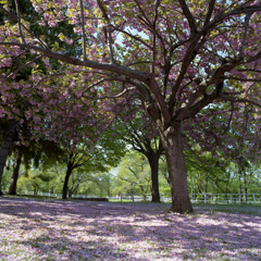 Sakura in Hokkaido