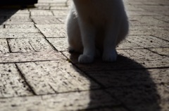 もふもふ