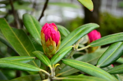 花咲く場所