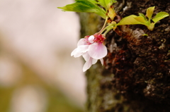 小さな桜の命