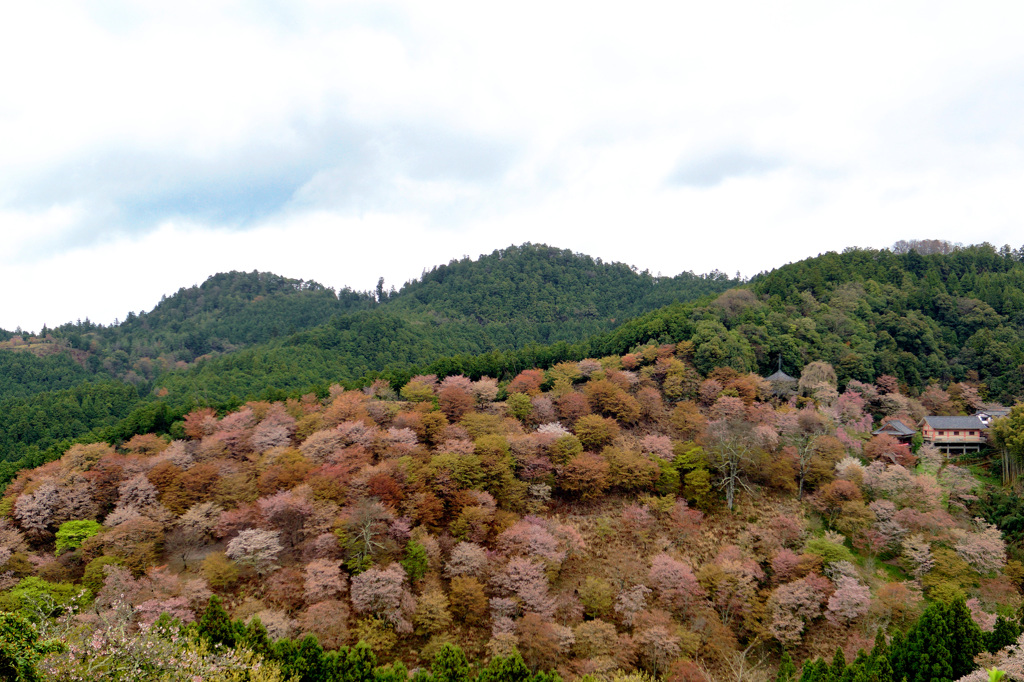 吉野山　中千本