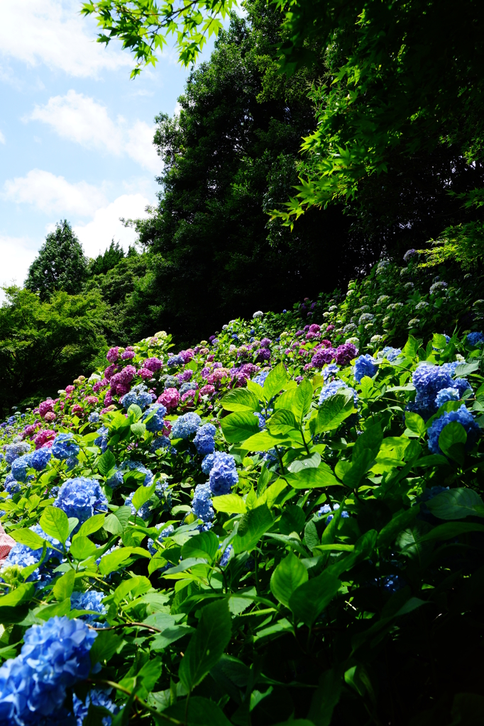 神戸市立森林植物園 アジサイ園