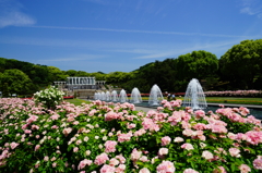 須磨離宮公園　王侯貴族のバラ園