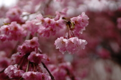 水滴と桜の花