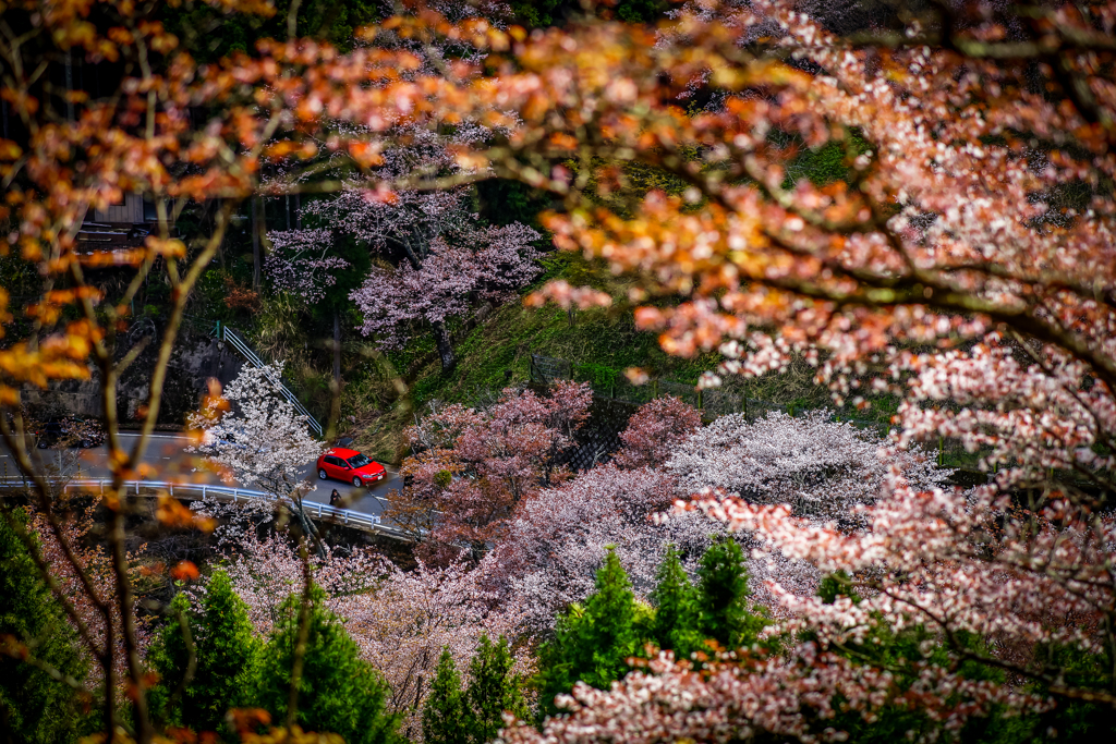 桜フレーム