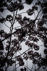 桜模様