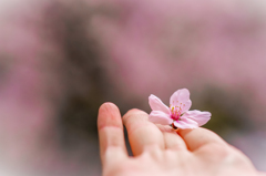 落ちた花にもイノチはある