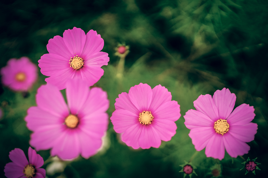 秋桜花火